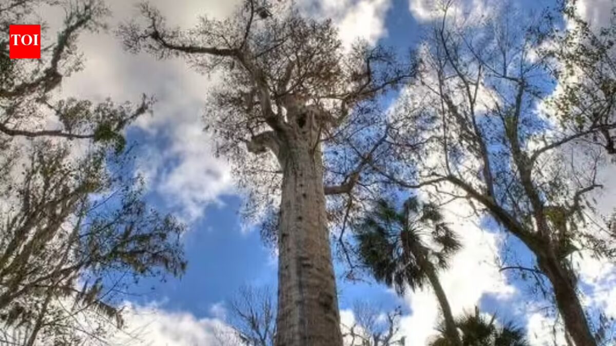 Scientists lastly uncover what’s hidden beneath the world’s oldest tree, and it’s alive |