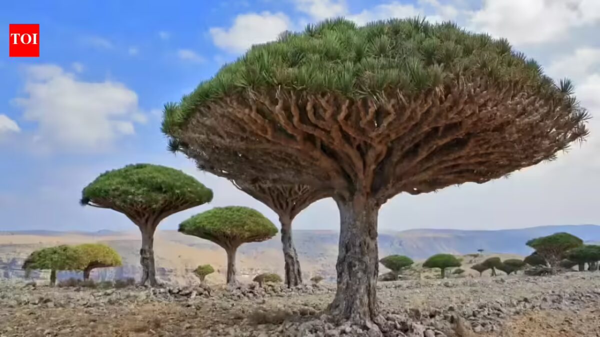 Socotra: Why this Yemeni island is known as probably the most alien place on Earth | World Information