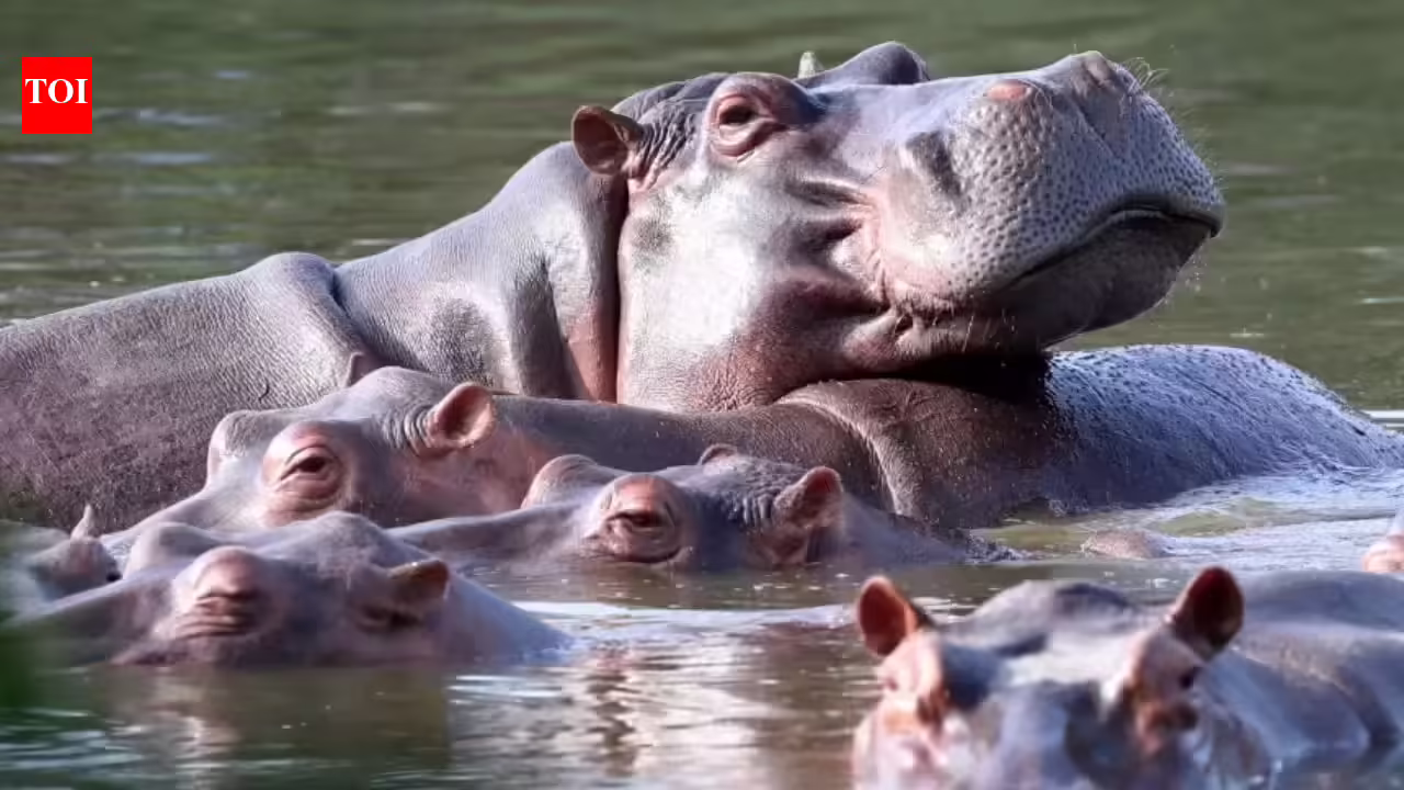 Vantara affords to take 80 Colombian hippos going through dying | India Information