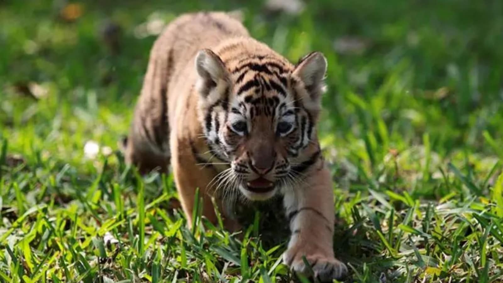 Huge cat household misplaced: Tigress and 4 cubs die inside days at Kanha Tiger Reserve | India Information