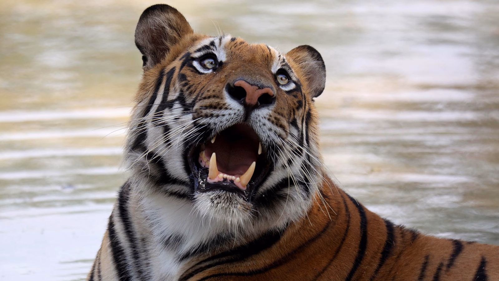 May it have too many tigers? Why Madhya Pradesh is going through this query | India Information