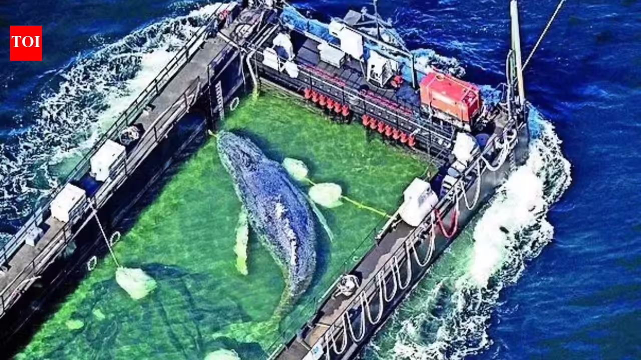 ‘Timmy’ the stranded whale rescued, returned to North Sea