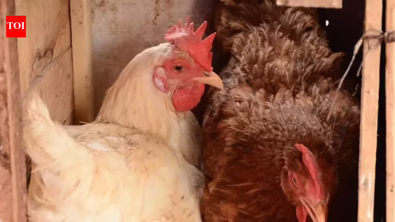 Birds in 2 extra poultry farms take a look at constructive for Avian Flu | India Information