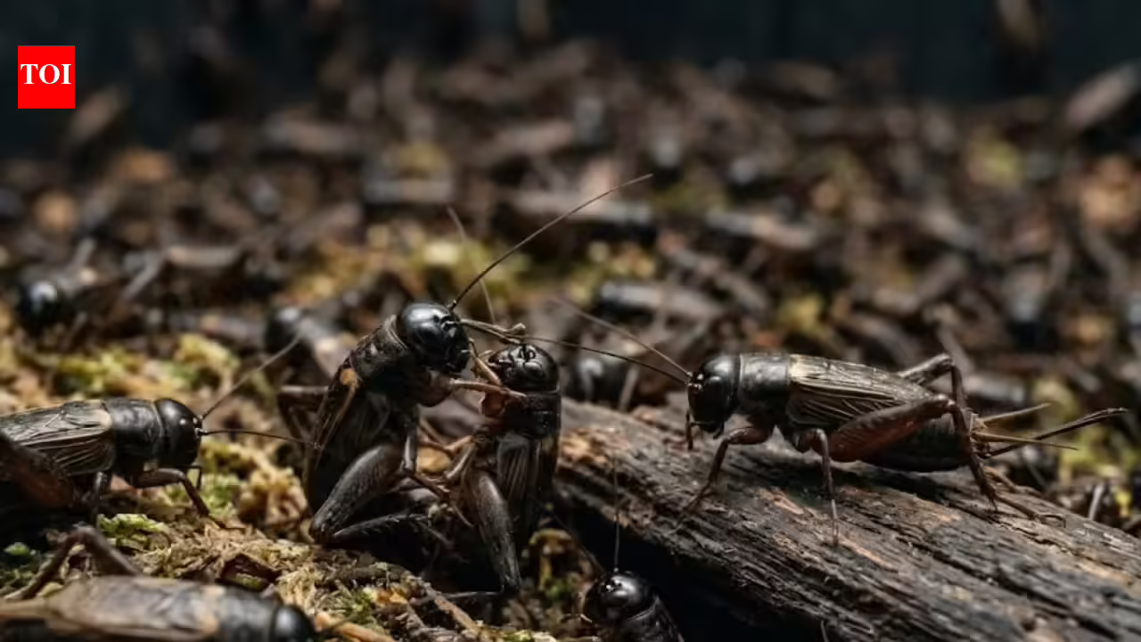 370 billion crickets farmed yearly may very well really feel ache, stunning new research suggests