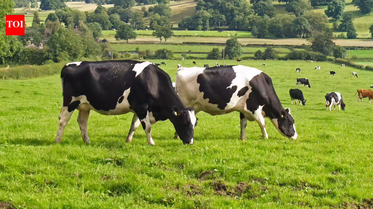 The cow compass: How cows secretly use Earth’s magnetic discipline whereas grazing |
