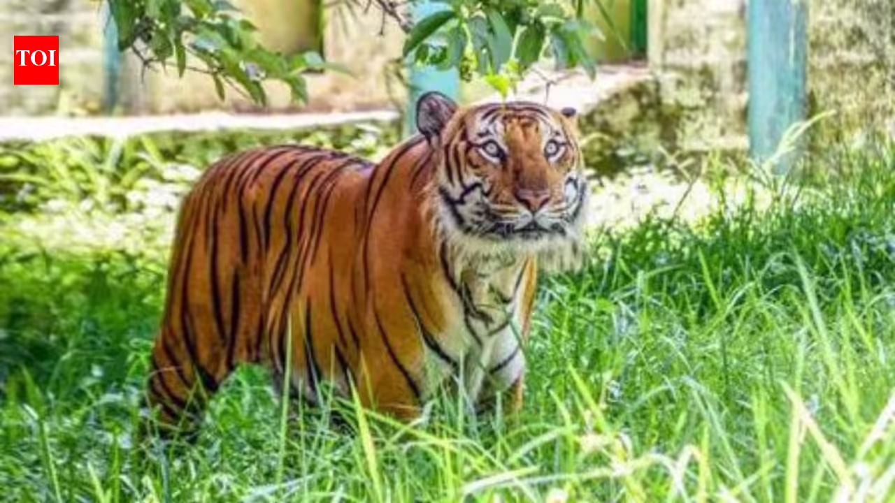 Adivasis demand halt to tiger safari push, evictions in south India forests | India Information