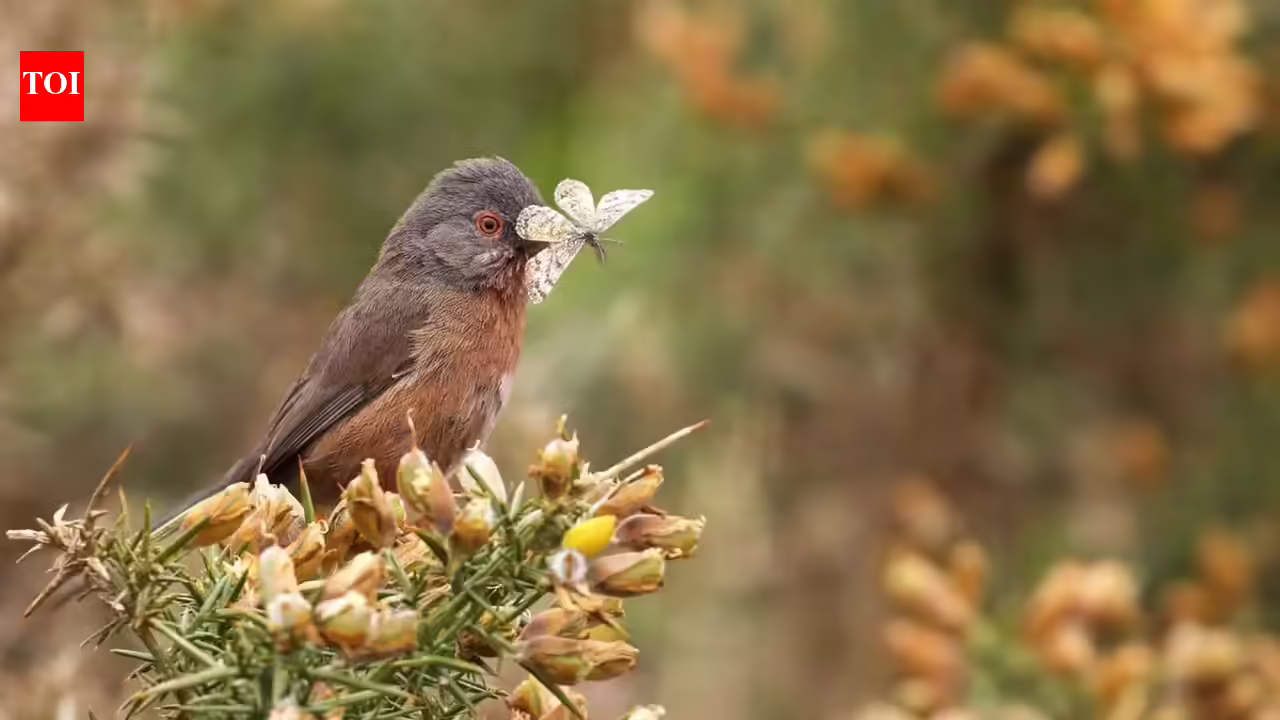 Dartford Warbler: Uncommon Dartford Warbler makes outstanding comeback in Britain 60 years after close to extinction | World Information
