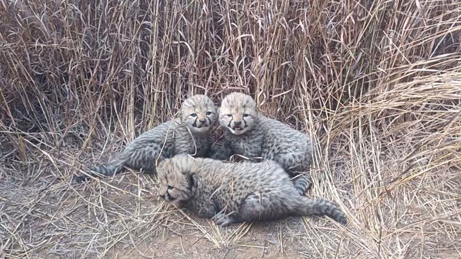 4 Cheetah Cubs Die at Kuno Nationwide Park in Setback to Venture Cheetah