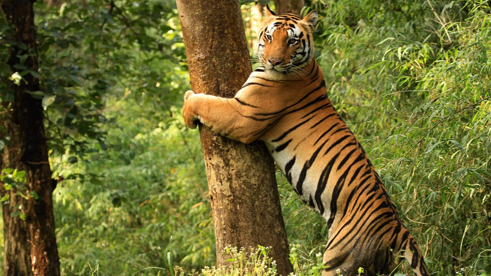 Discovery of tiger carcass in Goa forest places highlight on tussle over demand for giant cat reserve in state