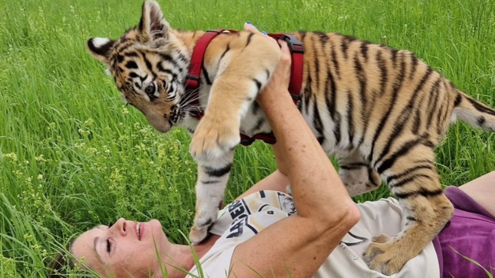 ‘Tiger Queen’ probe: German officers transfer to close down enclosure after tiger assault incident | World Information