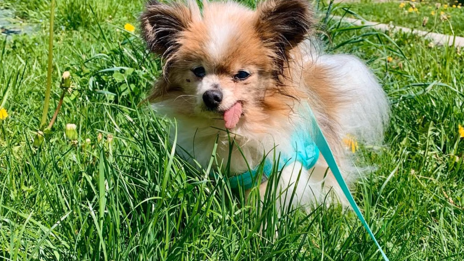 Lazare, one of many world’s oldest canines dies after proprietor’s demise  | World Information