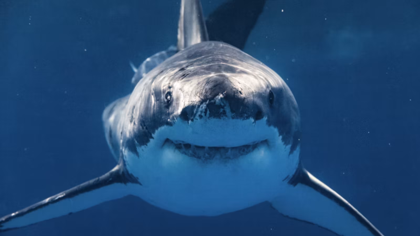 Man dies in shark assault off Australia’s coast, second deadly incident in per week | World Information