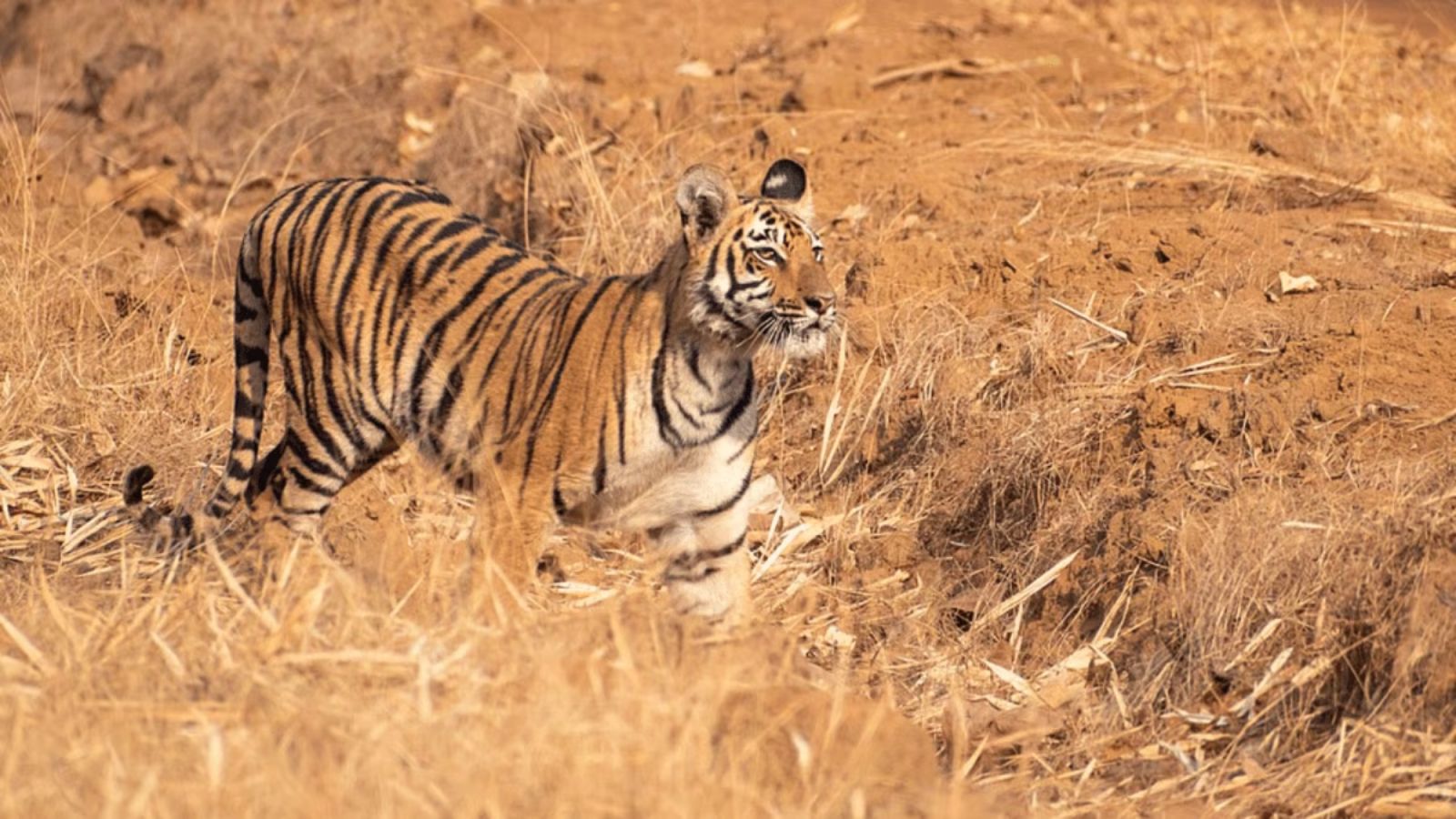 Postmortem twist in Bandhavgarh tiger demise: Struck by tranquiliser ‘after demise’, suffered ‘extended bodily deterioration’ | India Information