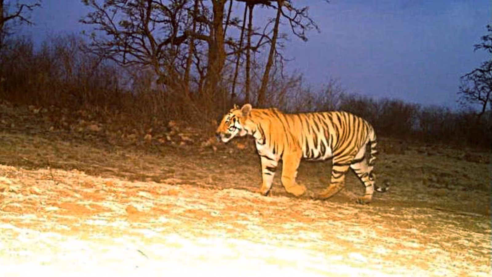 Evening of terror in MP village: Tiger that mauled lady returns to accommodate for 2nd assault, villagers assault officers | India Information