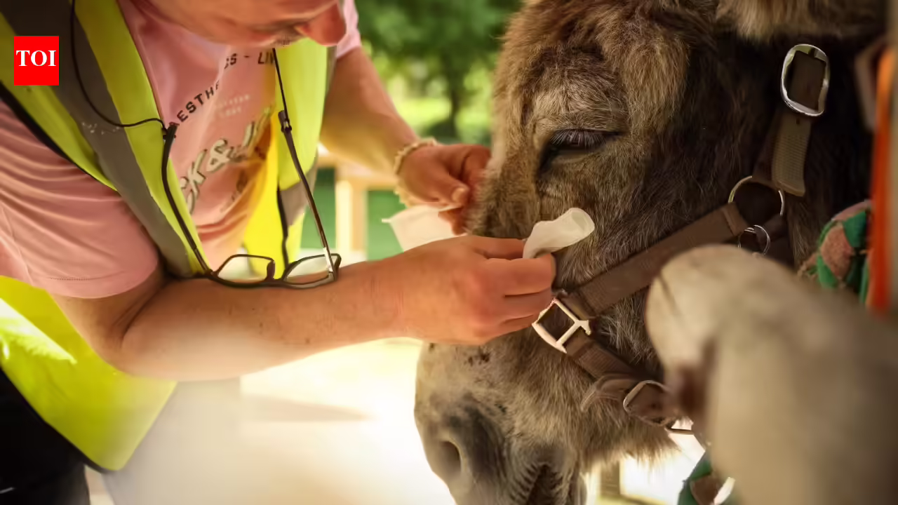 Remedy donkeys are serving to psychiatric sufferers heal at a hospital on outskirts of Paris