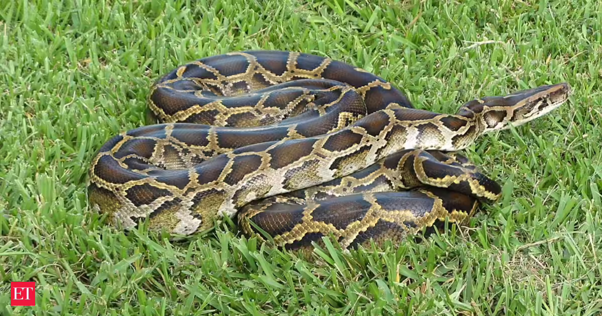 Burmese pythons in Florida are altering Everglades in a shocking approach: Research reveals big snakes are spreading seeds