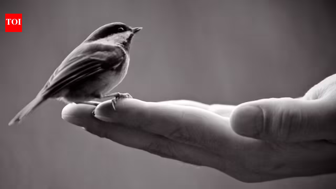 Spanish proverb of the day: ‘A hen in hand is price greater than 100 flying round’ and why certainty typically beats dangerous rewards
