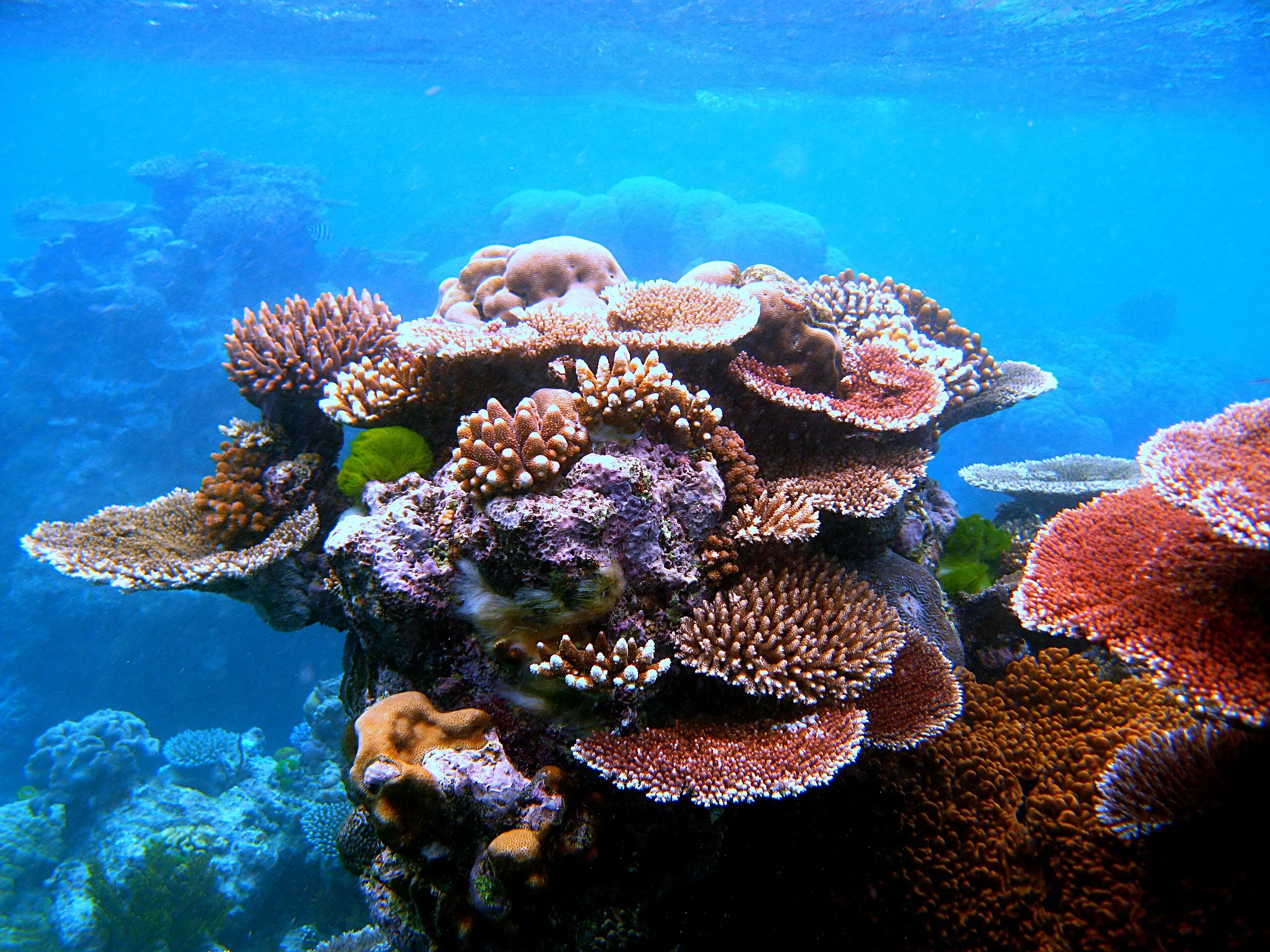 Zoological Survey to quickly search nod to translocate Nice Nicobar corals | India Information