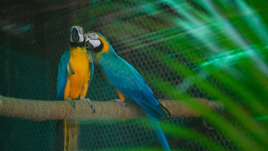 In search of love: Delhi zoo seeks companions for its 20 wild singles