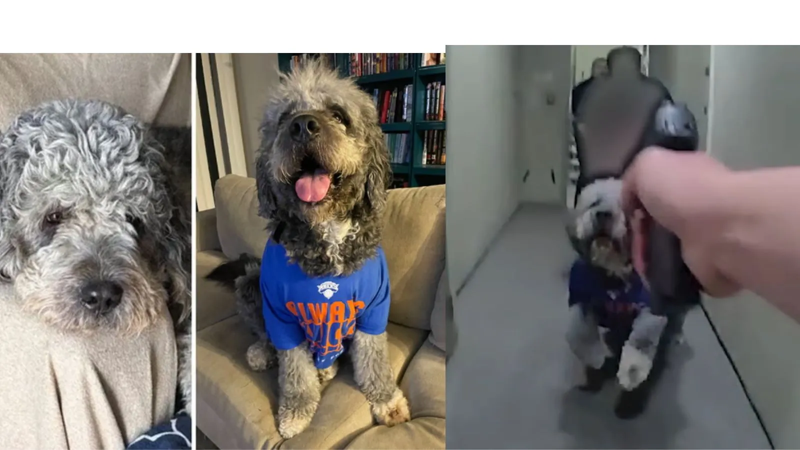 Los Angeles police seen fatally taking pictures pet canine in chilling footage