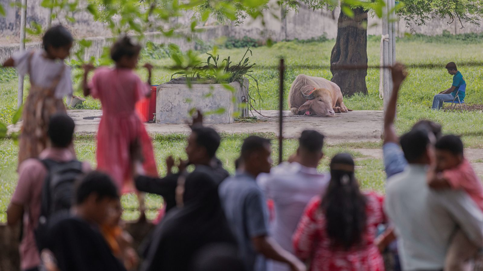 Saved from sacrifice, ‘Donald Trump’ the buffalo turns into star attraction at Bangladesh zoo