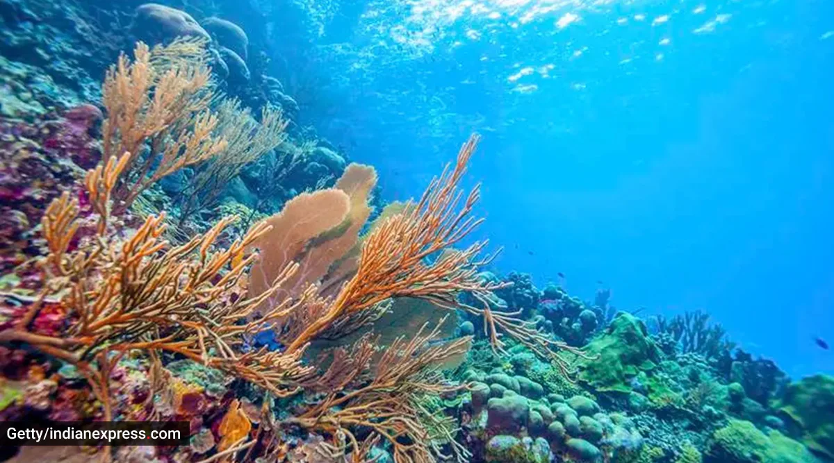 4 websites on Nicobar west coast recognized for coral translocation, says Zoological Survey of India | India Information