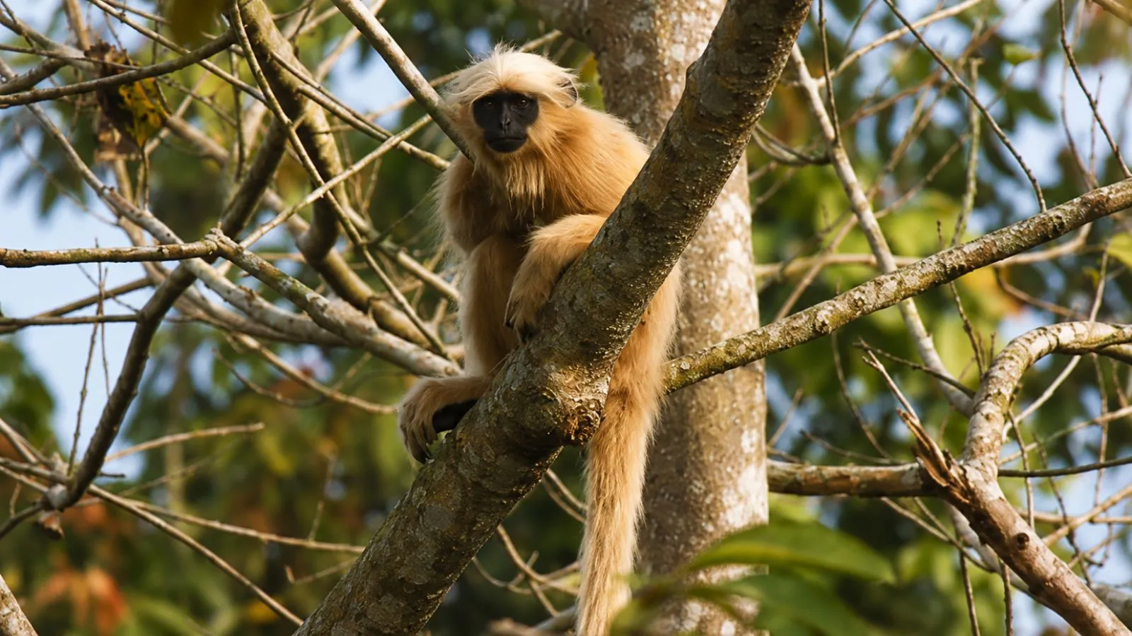 Rescued from wildlife traffickers, 7 endangered golden langurs head again to the wild in Assam | India Information