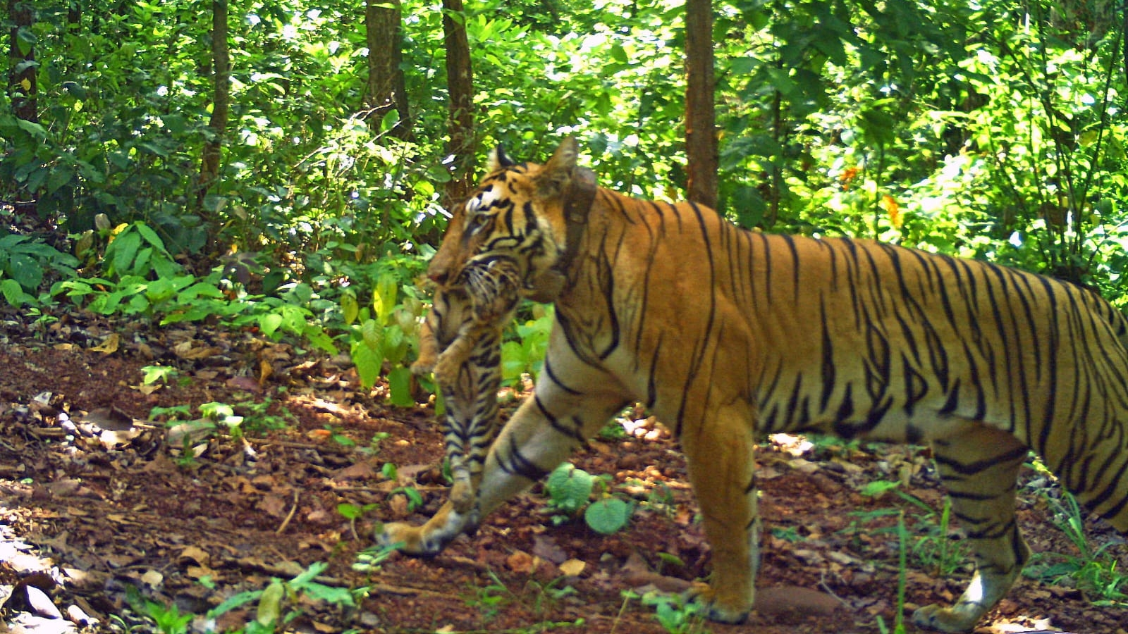 Tigers, gaurs, wild canines: Inside Madhya Pradesh’s wildlife swap plan with Andhra | India Information