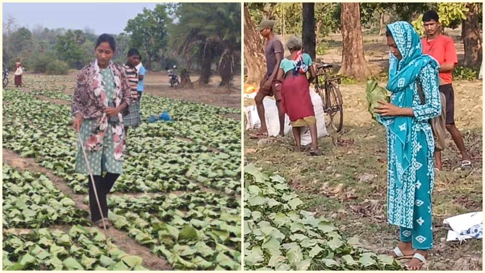 A corruption scandal and a chance: How 2 tribal ladies stepped into management roles in Naxal-hit Sukma | India Information