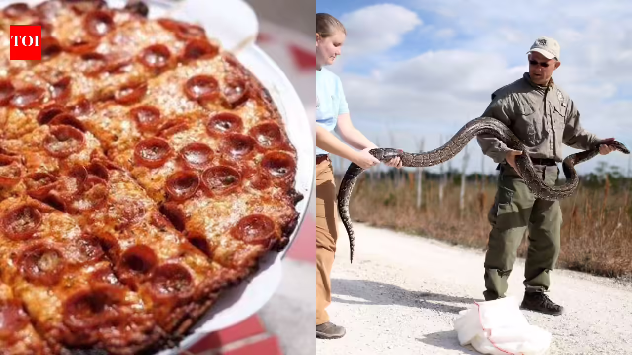 Convey a python, get a pizza: A Florida restaurant is giving freely free ‘python pizza’ should you carry a Burmese python caught within the Everglades | World Information