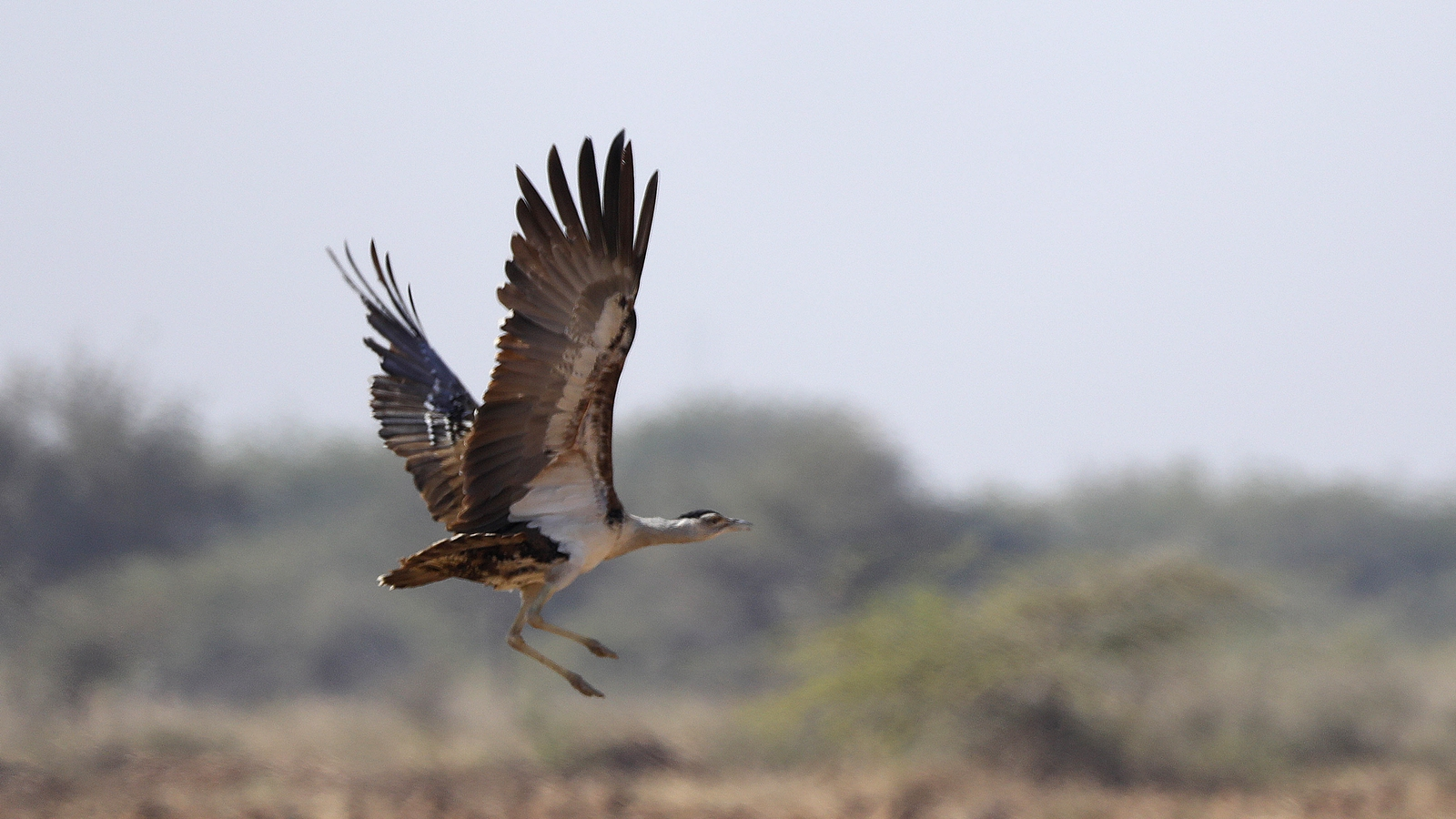 Nice Indian Bustard numbers secure, survives in solely 16% of Thar habitat, says report | India Information
